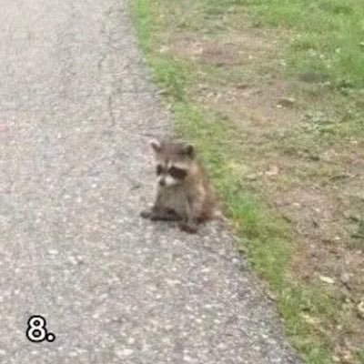 wiwo 🦝さんのプロフィール画像