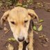 Kabanda Saddam the homeless dogs center (@kabandas4102) Twitter profile photo
