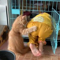 Cat's Are Crazy. (@catsdoingcrazy) 's Twitter Profile