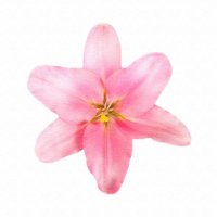 π LILIES (@aphrodisapphic) 's Twitter Profile