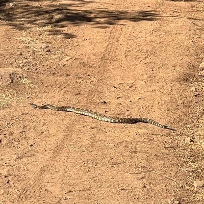 po58350811's profile picture. 