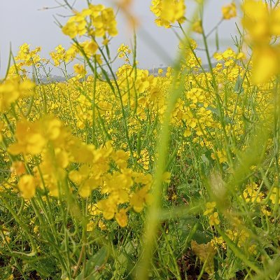 abeedahossain27's profile picture. 