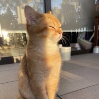 ねこ太郎 (@f00d_potatoes) 's Twitter Profile
