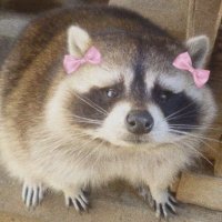 NobodyZeonCross (@imsoniac2) 's Twitter Profile