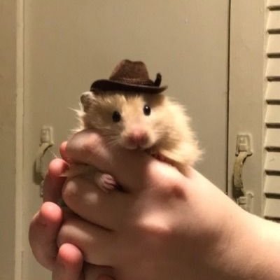 Spontanemoose's profile picture. 24.