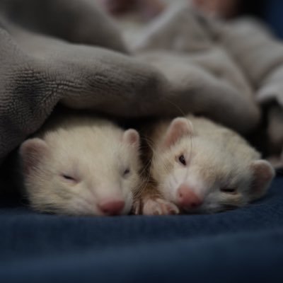 マーシャルフェレットのまる(パンダ)みる(バタースコッチ) 22.2.6🎂YouTube &TikTokやってます #ferret #フェレット #イタチ