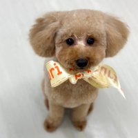 むぎ🌸25歳民泊スタート (@sasami700) 's Twitter Profile