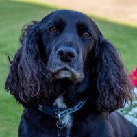 Nigel & Alfi 🐾🌈 (@nigelberretti) 's Twitter Profile