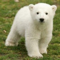 Rich Snow (@arc787richs7) 's Twitter Profile