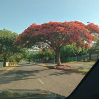 piet (@piet12374) 's Twitter Profile Photo