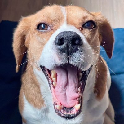 gato__panda's profile picture. 熊猫猫 

Vermarkter. Ökonom. Öffentliche Wirtschaftsforschung
Marketer. Economist. Public economics researcher