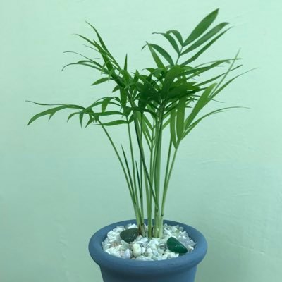 teatree64388's profile picture. 