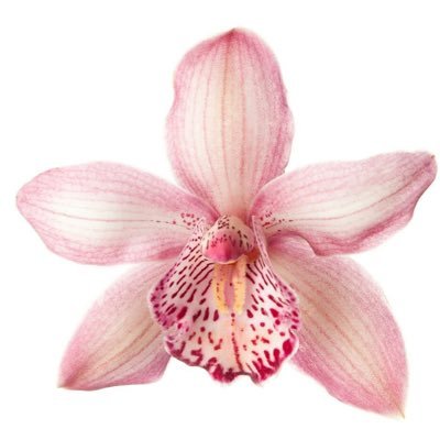 lambiesheart's profile picture. “작은 빛별…” she’s the quiet little star in kale’s universe, a heart brimming with love, overflowing with a gentle tenderness that fills every corner of his world.