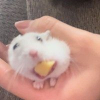 hamster (@oatmealeda4328) 's Twitter Profile