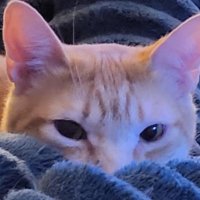 MilitaryMomof2 (@armyafmom) 's Twitter Profile