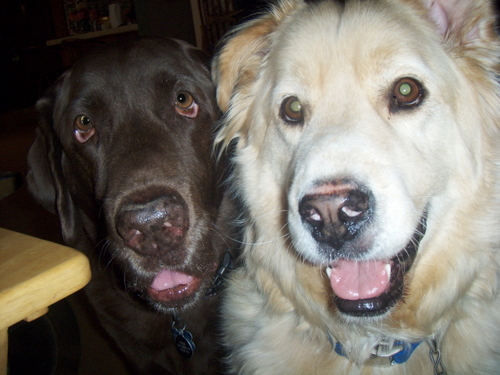In the Gold Country w/Sandie Bear and the enduring spirit of our Lab Patches (11/12/1996 - 9/01/2011)