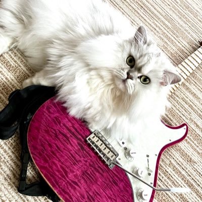 ブラック企業服役中の一般男性。ギタリストコンポーザー。キャットケアスペシャリスト。メタラー。イングヴェイマルムスティーン。元KellySIMONZ氏レッスン生。アルディアス界隈。まあまあ気長にお付き合いください。Fender Custom Shop / ESP / JWBlack Guitars / Ibanez