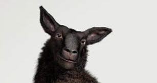 schaapw's profile picture. 