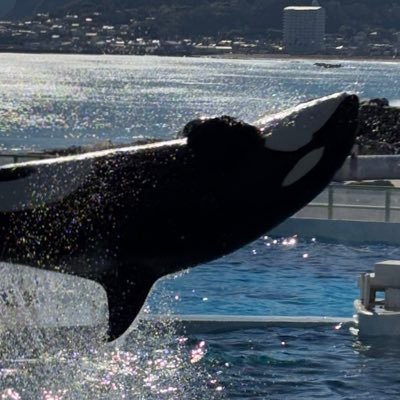 KDAQ32122112's profile picture. アクアリウムと水族館と格闘技が好きな一般人/剣道歴22年/次回12.31(水)#RIZIN師走の超強者祭り 初大晦日参戦