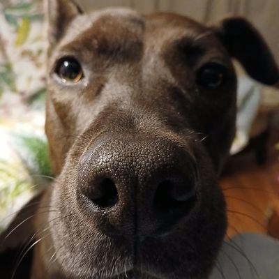 LadyDiFall1's profile picture. Tea Party Deplorable, MAGA Antivaxxer, Q Retard, Loser Panican, Fascist America First Antisemite