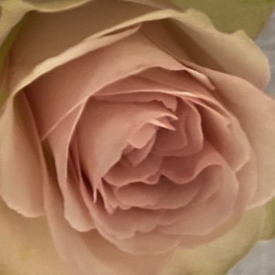 tara_sirako's profile picture. 