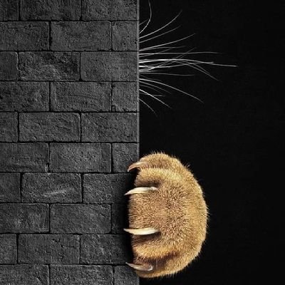 ShaKalC̐̈a̐̈n̐̈ (Lys) 💛PRO sin fusión!!💛 Profile