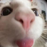 KEDİ AŞKINA ❤💖 (@kedi_askina) Twitter profile photo