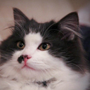 Maximus Maxwell - @TheMaxMaxwell - Twitter