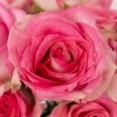 lovebird660's profile picture. 