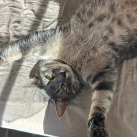 Pacha beau bébé (@ouipachamignon) 's Twitter Profile