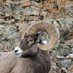 Bighorn (@robinhorn68) Twitter profile photo Bighorn (@robinhorn68) Twitter profile photo