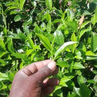 kipkemoi langat (@kipkemo38103215) 's Twitter Profile