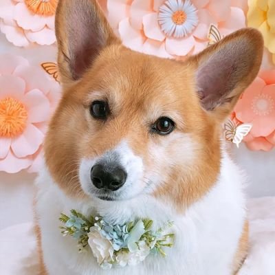 mongryongpics's profile picture. 