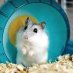 Richard Gere's Gerbil (@richardsgerbil) Twitter profile photo Richard Gere's Gerbil (@richardsgerbil) Twitter profile photo