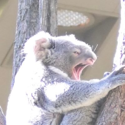 pyooon1020's profile picture. カメラ初心者(2025.01~)🔰┊動物園記録📷┊東山メイン┊無言フォロー失礼します┊もなか🐨の誕生を機にコアラにハマった新参者です┊動物全般好きです🎶