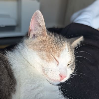 aka crumbus aka crumby aka crumbo aka crumbl aka crimbl | 8 month old dilute calico