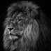 🦁 (@asdfgh45454545) Twitter profile photo 🦁 (@asdfgh45454545) Twitter profile photo