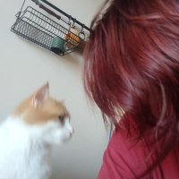 aras🦊 (@foxwiththefig) 's Twitter Profile