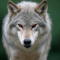 WolfTex Data Centers (@wolftexdatacent) 's Twitter Profile
