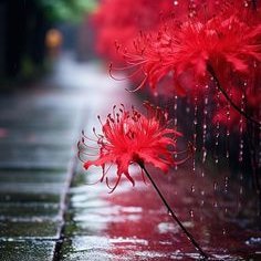 matsuko800's profile picture. 日本の保守党の支持者として、私は日本が再び偉大になることを望んでいます。日本を諦めないでください。

日本を豊かで強くしてください