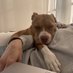 k9Angela (@knottyangelah) Twitter profile photo k9Angela (@knottyangelah) Twitter profile photo