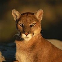 الشيماء (@qaps169) 's Twitter Profile Photo الشيماء (@qaps169) 's Twitter Profile Photo