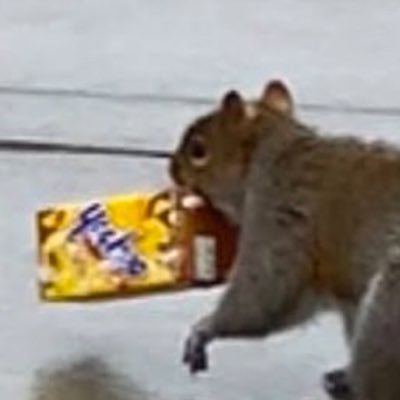 Bro… I’m just an empty carton of Yoo-hoo getting carried around by a freaking squirrel