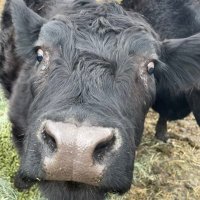 Roger Roger 🇺🇸🇮🇱🇺🇦🇮🇪🇺🇸 (@whiskeyandcows) 's Twitter Profile