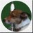 DogsInPubs's profile image
