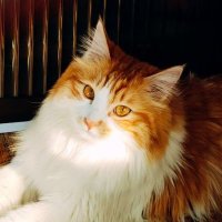 临江老师（治愈版） (@an_linjiang) 's Twitter Profile Photo