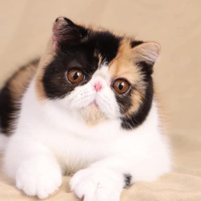 PamJFrantz's profile picture. I Love the Lord and my husband.
I'm married to @jfrantz63_joe.
I am officially becoming a crazy cat lady.