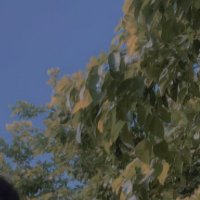 hamza lahori (@kevintom1264) 's Twitter Profile