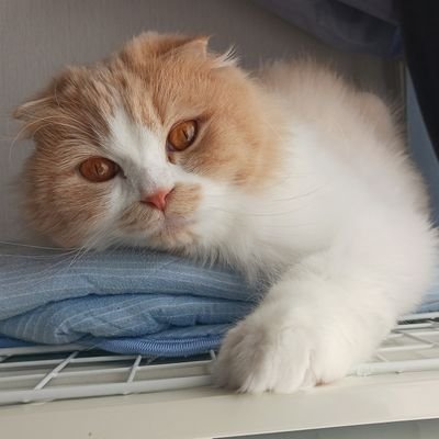 Cream_Ran_cat's profile picture. 😺(茶白折れ耳)クリーム 2021.10.10生 スコティッシュフォールド♂
😺(黒白)ラン 2022.5.8生 ラガマフィン♀
😺(灰白)ユキ 2022.8.1生 サイベリアン♀
😺(茶白短足)トロ 2023.4.8生 マンチカン♂
🙂夫婦で猫様を養うために生きています。
猫は癒し。