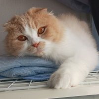 くーらんゆき (@cream_ran_cat) 's Twitter Profile